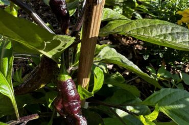 What am I growing? Supposed to be Habanada.
