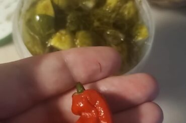 The first pepper I've ever grown is going into these pickles