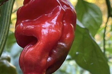 What kind of pepper is this?
