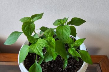 My first attempt to grow pepper. Do they look OK?