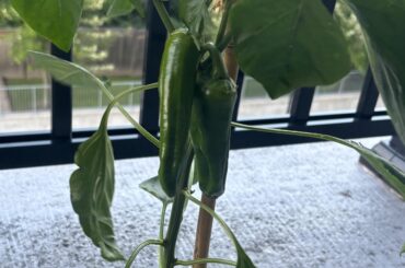 Anyone knows what this pepper is?