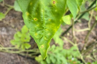 What’s wrong with my peppers?