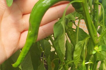 Help with ID on Chilli