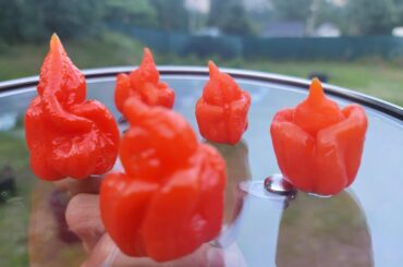 Made a batch of sauce from the Trini Scorps my best bud grew.