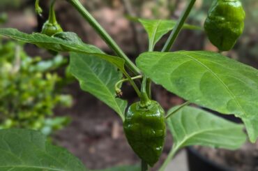 Habaneros coming in nicely