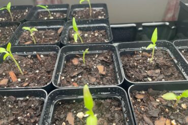 Pepper seedlings with wilted leaves