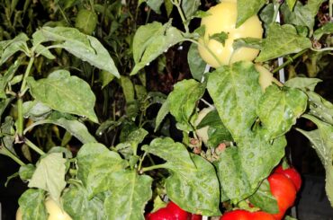 Alma paprika got a new fan.