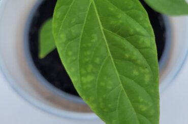 Today i noticed some pale spots on the leaves of my chilli plant, does anyone know what it is?