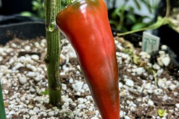 First Ripening of the Season