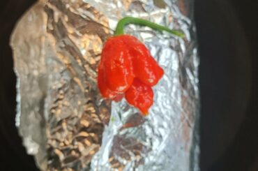 First Superhot! Put a full scorp on my Burrito, wasnt nearly as awful as I expected.