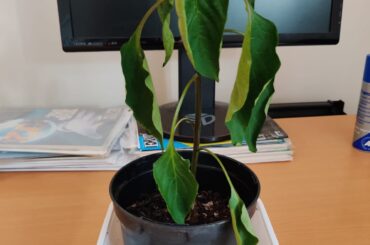 Overwatered or Underwatered - Please Help!
