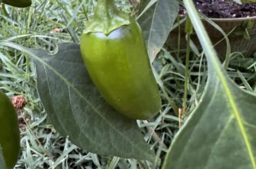 Spots on my peppers