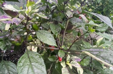 Peppers