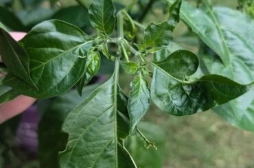 What causes habanero leaves to look like this?