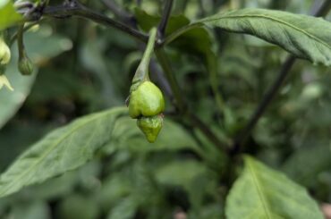 Finally got some peppers on my reaper!