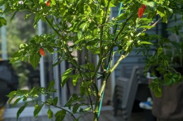 Pepper Tree