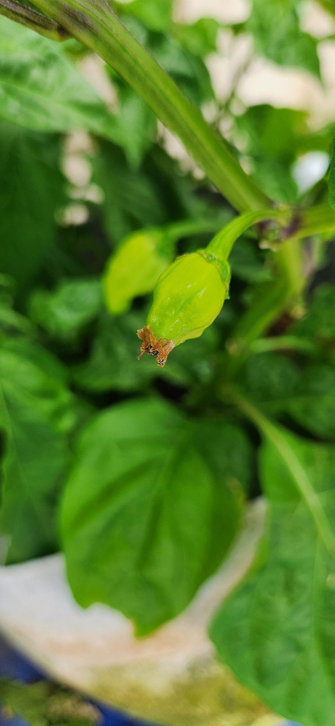 Any help - Chili Chili