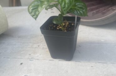 Is my pepper plant ready to transfer to a big pot