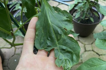 Too much sun? Too hot out? What causes this on leaves? (Banana pepper)