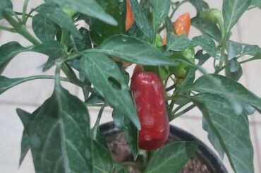 Please identify this