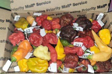 Got a little box of pain in the mail today.