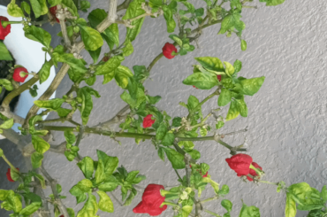 Carolina Reaper