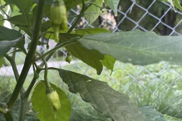 My peppers are finally starting to fruit!!