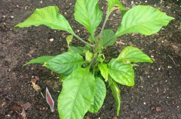 Carolina reaper pepper first time