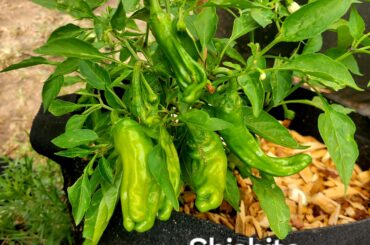 Shushitos coming along