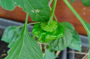 What are these peppers?