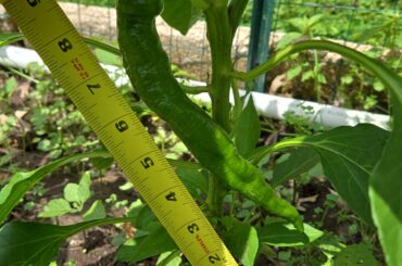 Pepper Id