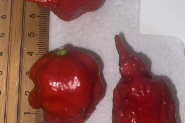 Pepper identification continued