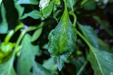 Deformed leafs on pepper