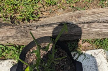 Help with cayenne pepper