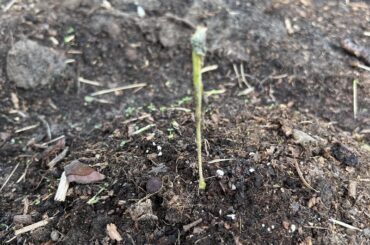 What is eating my baby boys?? (Belgium, Zone 8b)