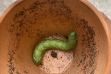 found this guy on the the tip of my pepper plant, thank god he didn’t do any damage