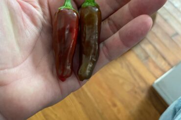 What are these??