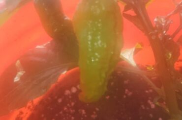 Ghost peppers coming in