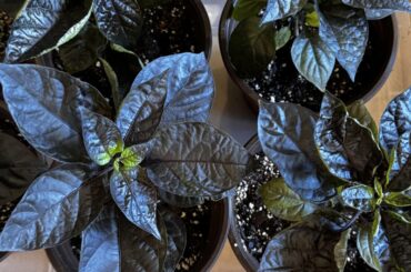 Ok. Pause. Explanation. Listen all you MF’s