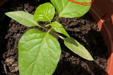 Did I use too much fertilizer on my habanero seedling?