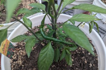 Is this guy ready to harvest? My first pepper plant (Thai gong bao)
