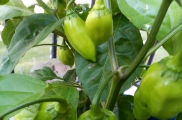 Peppers coming in nicely