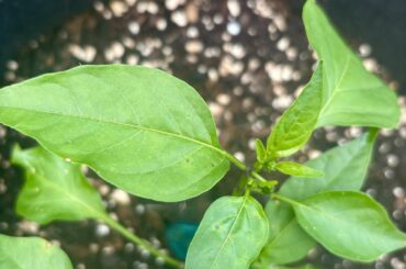 Do we think it’s bacterial leaf spot?