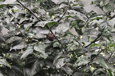 Been growing this purple repper for almost 7 months and finally have 2 peppers!