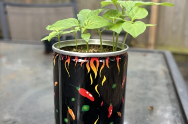 First time grower. Think it’s time for me to move my ghost pepper to a bigger container? We had a ton of rain and my plant doubled in size in two days.