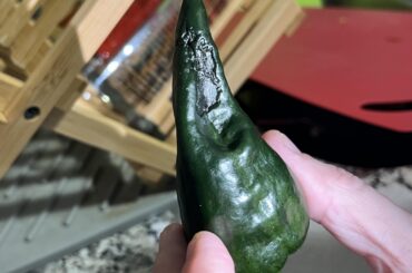 Blossom End Rot on Poblanos?