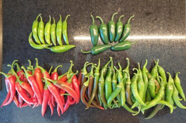 Today's Harvest! So happy..