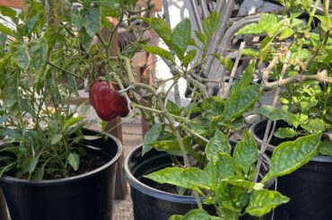 3 y.o bell pepper plant is fruiting nicely again