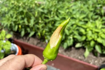 What do you think is the cause?