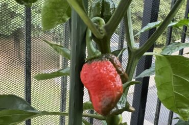 Armageddon Peppers Finally Ripening